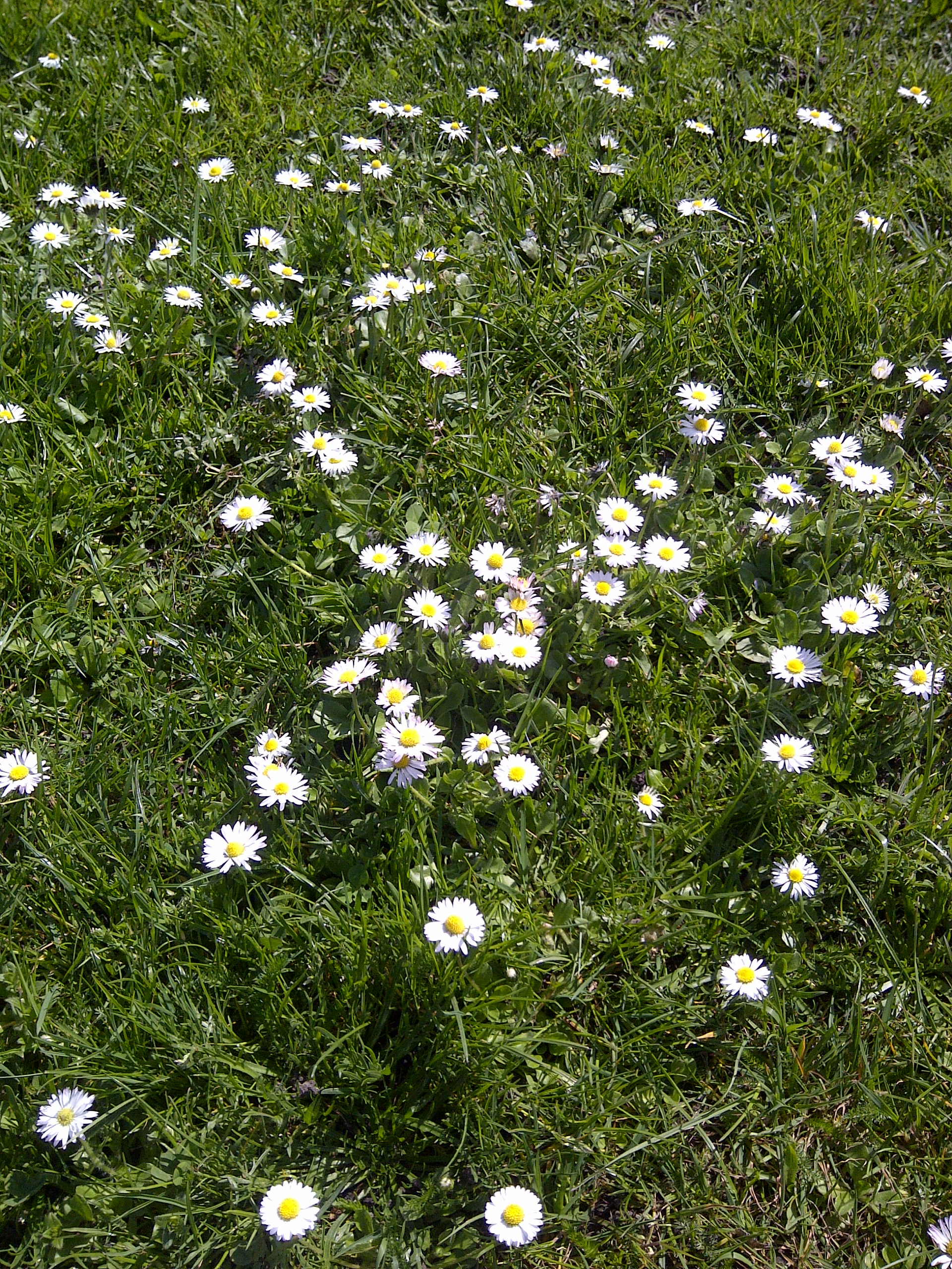 Daisies