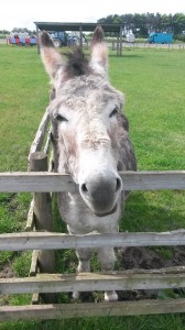 A donkey looking over a fence