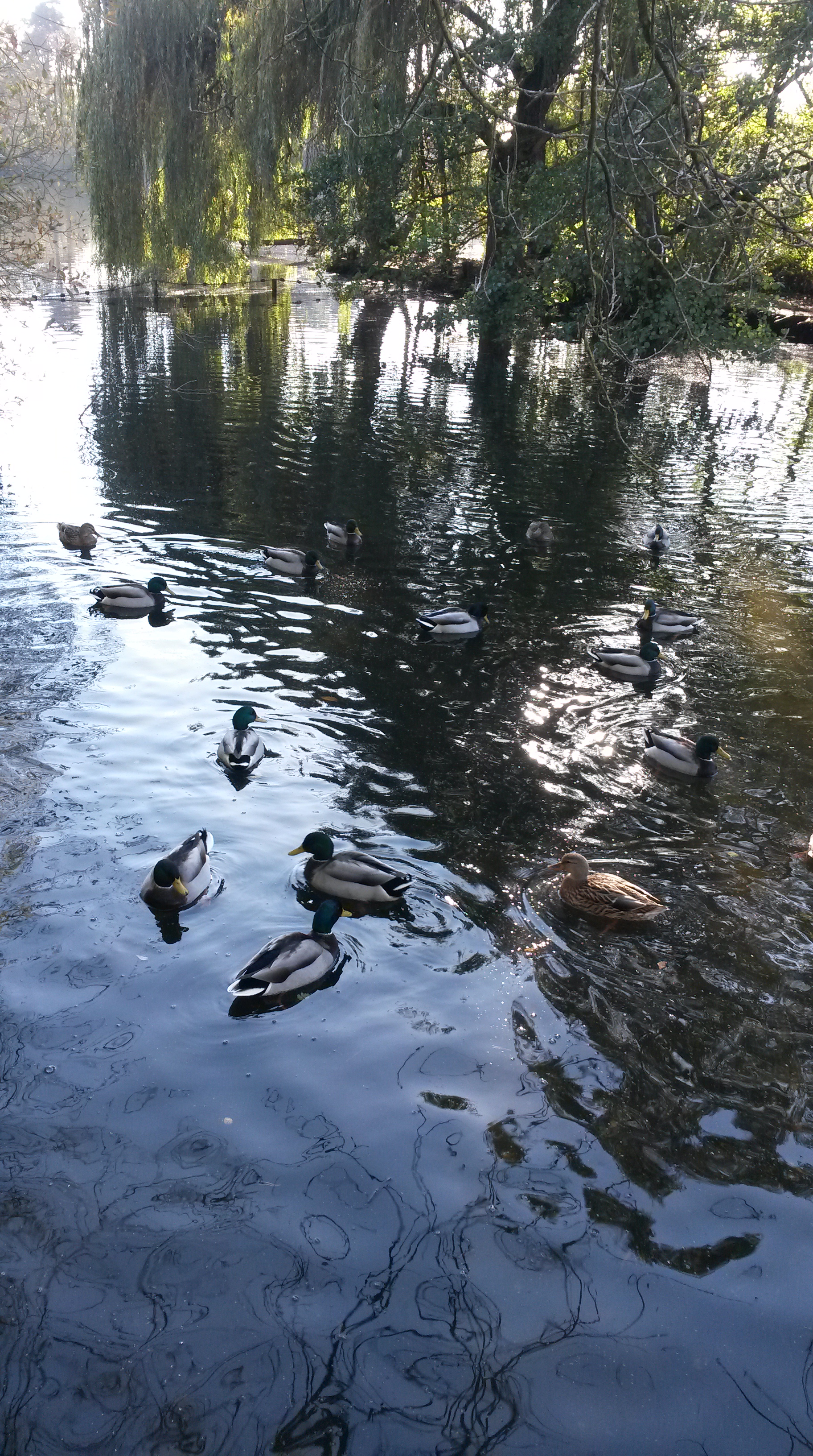 Ducks