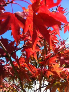 An image of bright red leaves against the blue sky